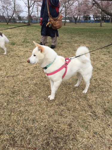 20150416_220137525_iOS