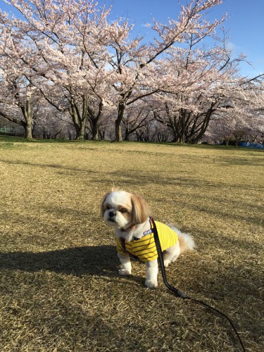 20150420_215642594_iOS