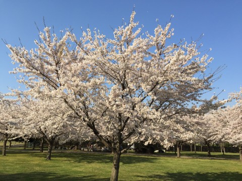20150421_065107878_iOS