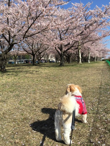 20150424_231612332_iOS