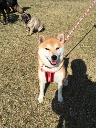 20150424_232309264_iOS