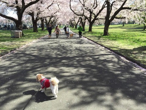 20150425_000331769_iOS