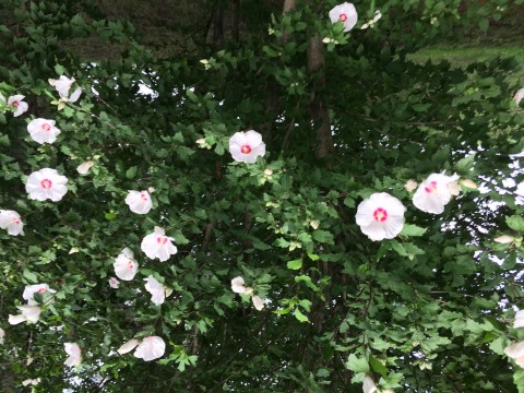 20150802_083918303_iOS